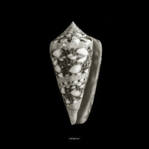 Conus Ammiralis Recto copy